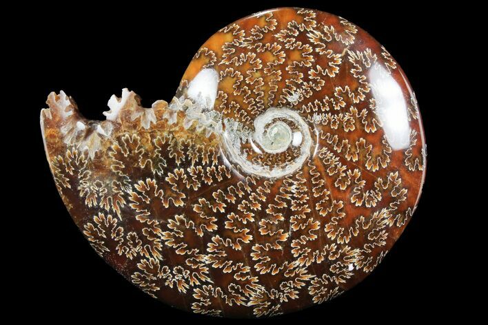Polished, Agatized Ammonite (Cleoniceras) - Madagascar #97366